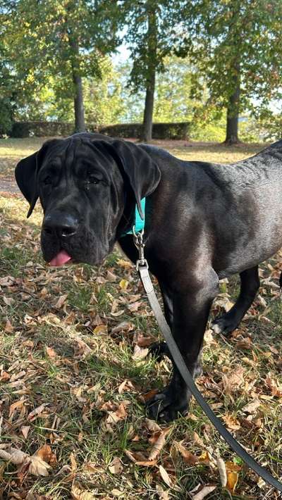 Presa Canario-Beitrag-Bild