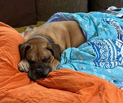 Presa Canario-Beitrag-Bild