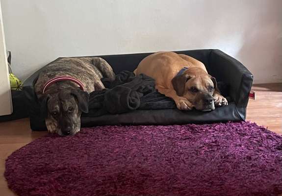 Presa Canario-Beitrag-Bild