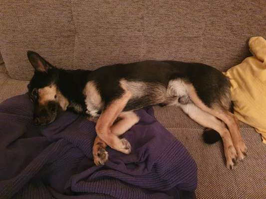 TierschutzhundeStammtisch🐕-Beitrag-Bild