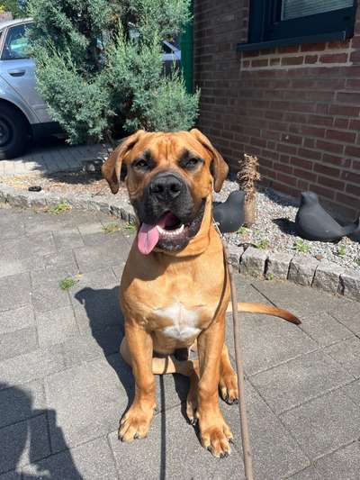 Hundetreffen-Großer Junghund sucht Spielpartner-Bild
