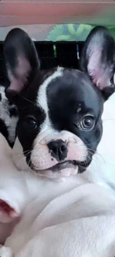 Die Dogorama-Wochen-Challenge "Die schönste Grimasse"-Beitrag-Bild