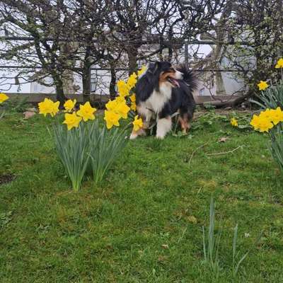 Hundetreffen-✨️🐾Gassi gehen und toben🐾✨️-Bild