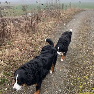 Hundetreffen-Hundetreffen an der Schussen in 88212 Ravensburg-Bild