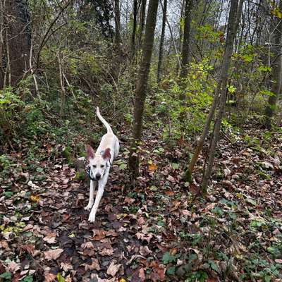 Hundetreffen-Junghunde Spiel- und Gassirunde-Bild