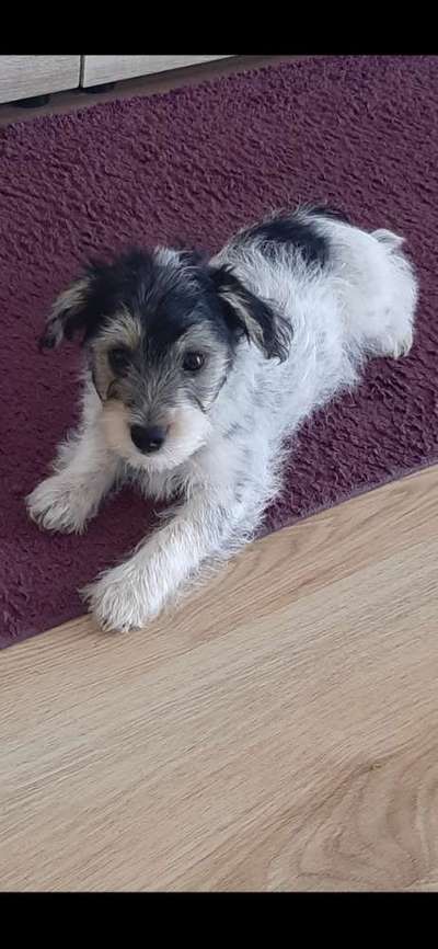 Hundetreffen-Spieltreff-Bild