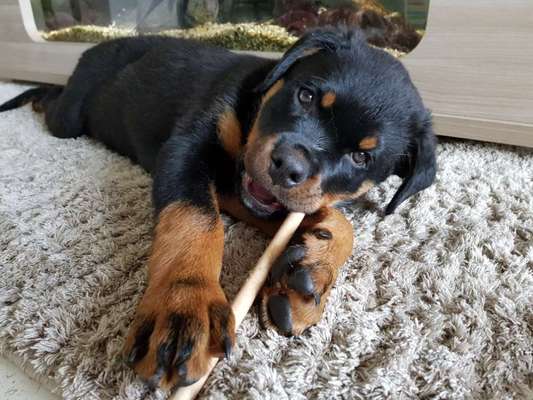 Welpen Bilder !-Beitrag-Bild