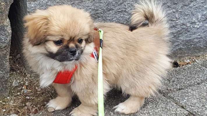 Welpen Bilder !-Beitrag-Bild