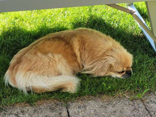 Dogorama Photo Challenge - Schattiges Plätzchen-Beitrag-Bild