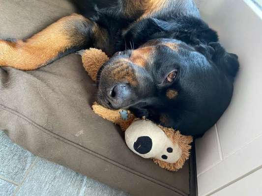 Der Lieblingsplüschi eures Vierbeiners-Beitrag-Bild