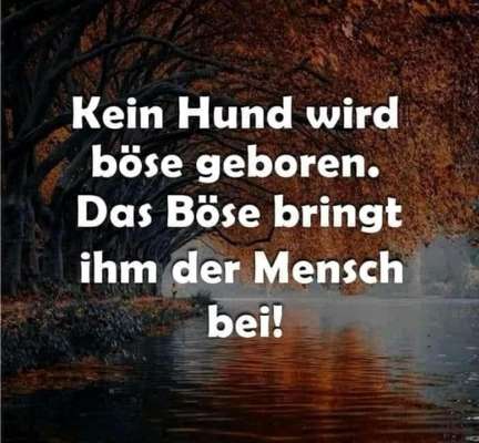 American Bully – Neue Einstufung als gefährlicher Hund in Braunschweig-Beitrag-Bild