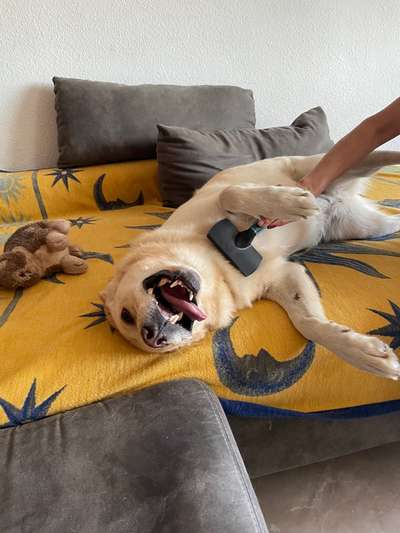 Fotosammlung: ,,Der natürliche Hund" Unbearbeitet, ungestellt und in Natura-Beitrag-Bild