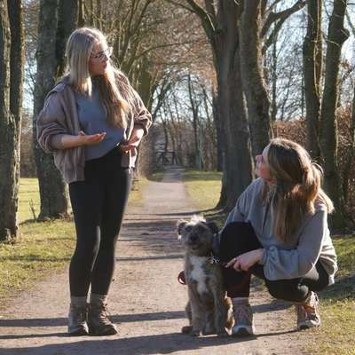 Hundeschulen-Hund und Feinsinn-Bild