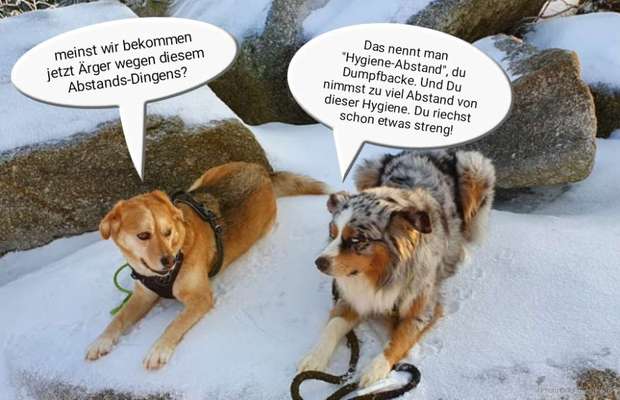 Bester Freund, Hundekumpel - zeigt her!-Beitrag-Bild