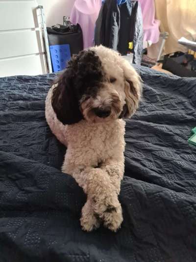 Alles rund um den Pudel-Beitrag-Bild