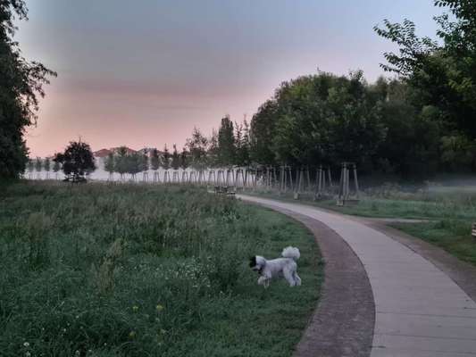 Die wunderschöne Welt mit Hund.-Beitrag-Bild