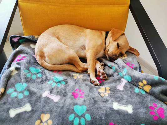 Schlafposition des Hundes-Beitrag-Bild