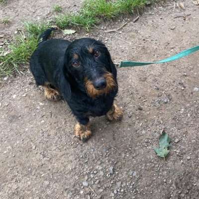 Hundetreffen-Junghunde Treffen Freilaufwiese Tönisvorst