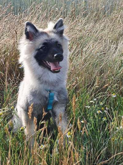 Die Dogorama Monats Challenge "Es grünt und blüht"-Beitrag-Bild