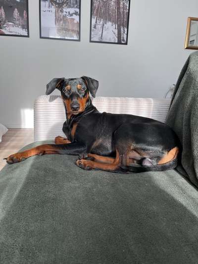 Liebhaber des Deutschen Pinscher gesucht.-Beitrag-Bild
