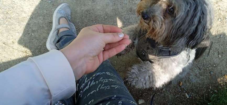 Wie kamst du zu deinem Hund?-Beitrag-Bild