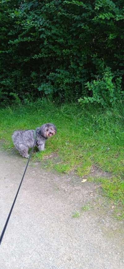 Wie kamst du zu deinem Hund?-Beitrag-Bild