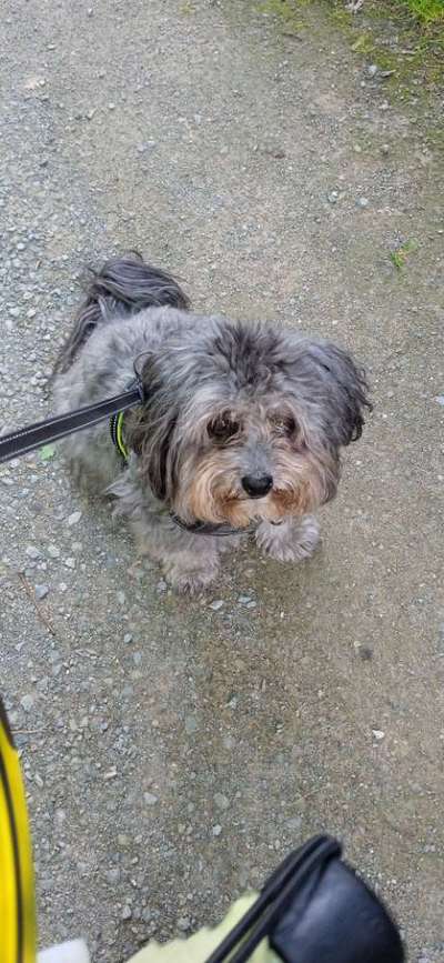 Wie kamst du zu deinem Hund?-Beitrag-Bild