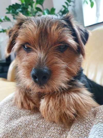 Norfolk Terrier-Beitrag-Bild
