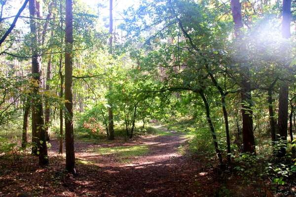 Die wunderschöne Welt mit Hund.-Beitrag-Bild