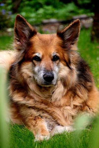 Unsere Fellnasen im Regenbogenland-Beitrag-Bild