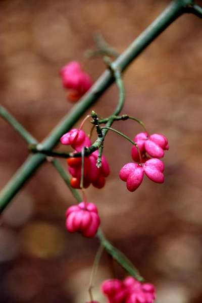 Die wunderschöne Welt mit Hund.-Beitrag-Bild