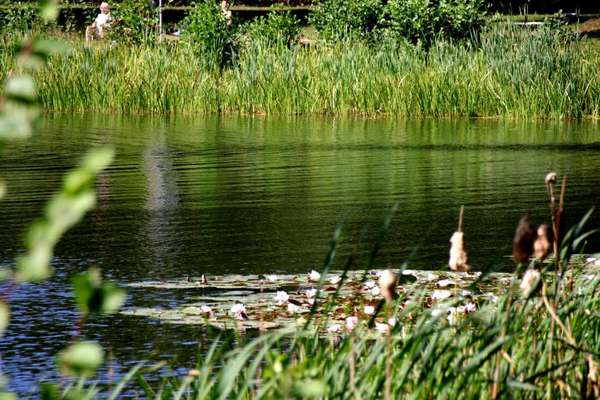 Die wunderschöne Welt mit Hund.-Beitrag-Bild