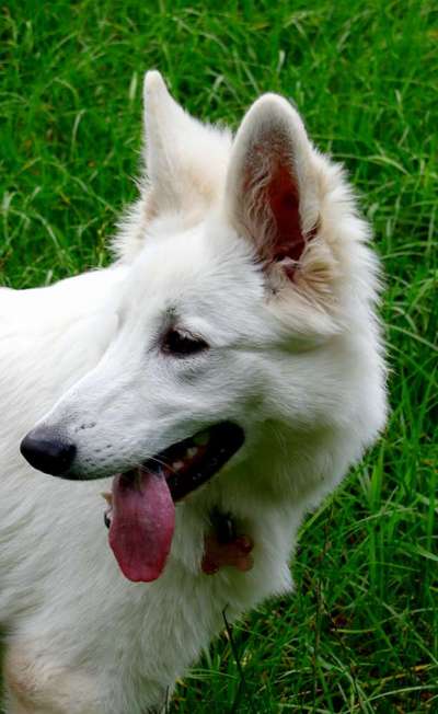 38. Collagen Challenge - "Waschlappen"-Beitrag-Bild