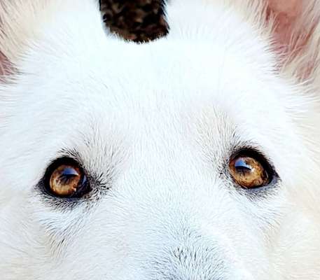 Dogorama Photo Challenge - Details Ganz nah-Beitrag-Bild