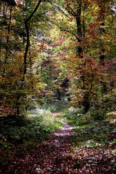 Die wunderschöne Welt mit Hund.-Beitrag-Bild