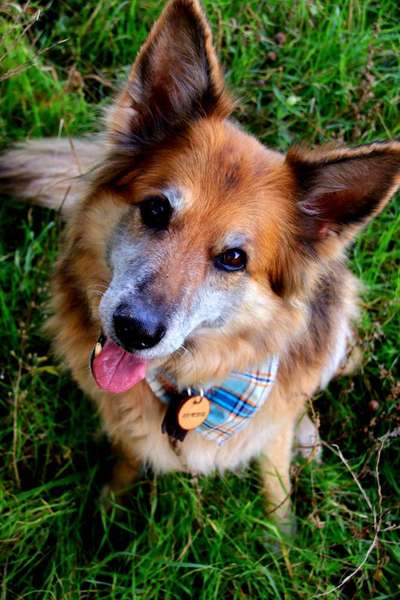 Schäferhund-Beitrag-Bild