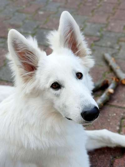 Schäferhund-Beitrag-Bild