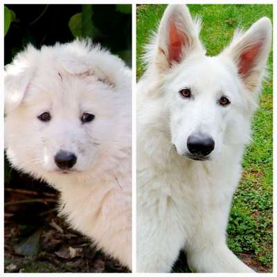 Vom Welpen zum Hund-Beitrag-Bild