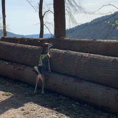 Hundetreffen-Gemeinsam Gassi gehen und spielen-Bild