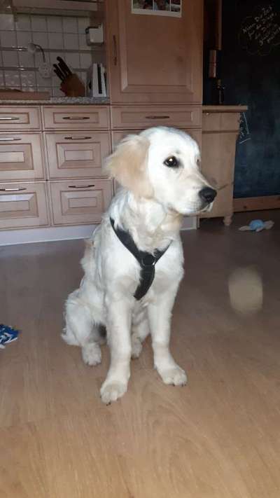 Vorderpfote dreht nach aussen, Bänderdehnung-Beitrag-Bild