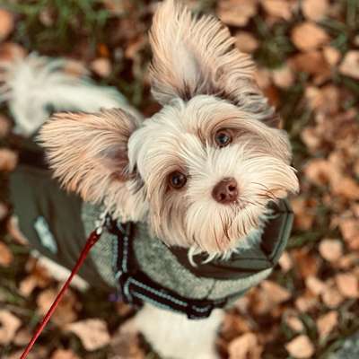 Hundetreffen-Suchen Spielgefährten und zum Spazieren-Bild