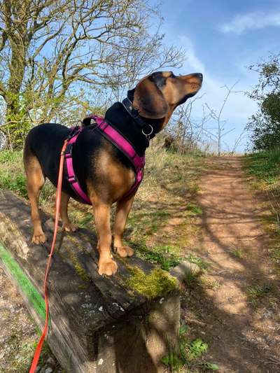 Bracke und Bracke-Mix nicht jagdlich geführt-Beitrag-Bild