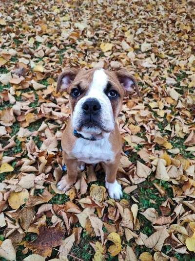 Herbst Bilder-Beitrag-Bild