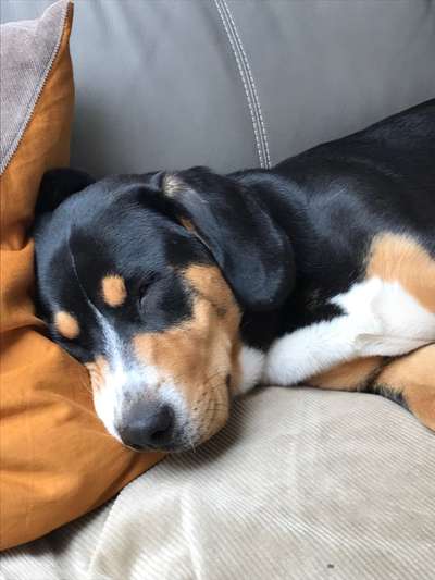 Entlebucher Sennenhund-Beitrag-Bild