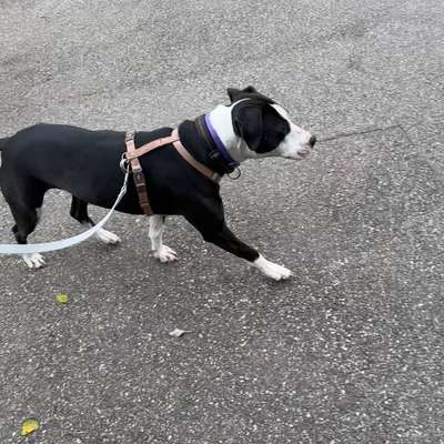 Hundetreffen-Spaziergang (+ Training)-Bild