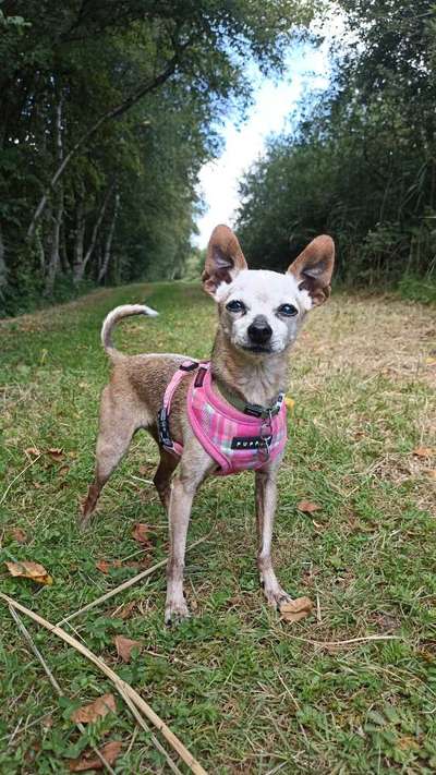 Prager Rattler-Beitrag-Bild