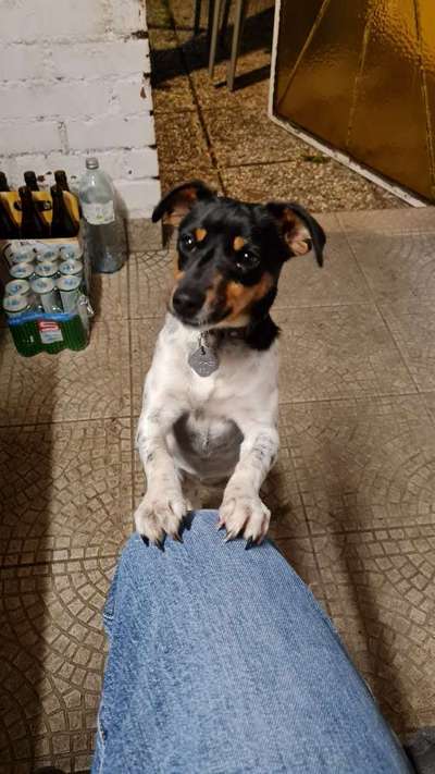 Jack Russel-Beitrag-Bild