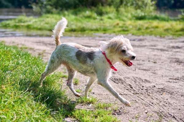 Fotosammlung: ,,Der natürliche Hund" Unbearbeitet, ungestellt und in Natura-Beitrag-Bild