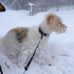 Dogorama Photo Challenge - Winterstimmung-Beitrag-Bild