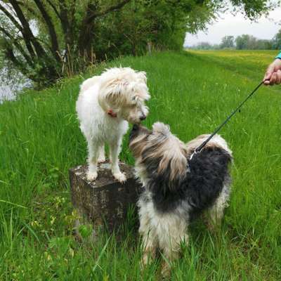 Foto Challenge 103    Hundefreundschaften-Beitrag-Bild